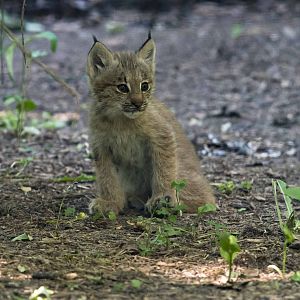 Canada Lynx Kit