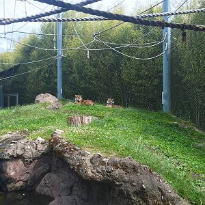Sumatran Tiger Exhibit