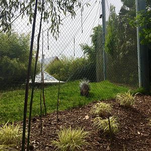 Crested Porcupine Exhibit