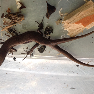 Rainbow Skink with Two Tails