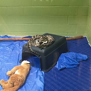 Clouded Leopard Cubs