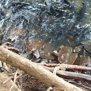 All Saw-shelled Turtles?