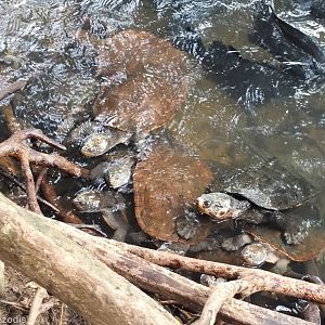 All Saw-shelled Turtles?