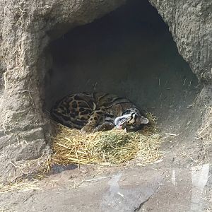 Clouded Leopard Exhibit