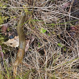 Banana Slug - Washington