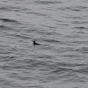 I think Razorbill