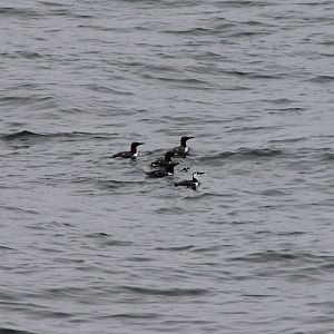 Common guillemots
