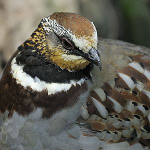 Collared hill partridge