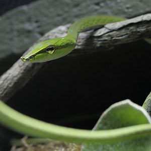 Vine snake