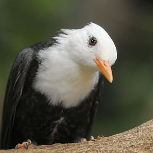 Black bulbul close-up
