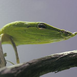 Vine snake close-up