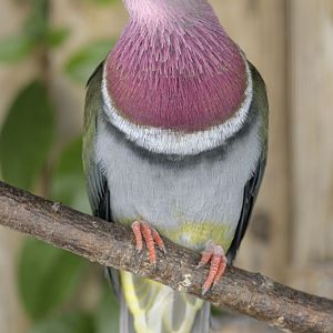 Pink-headed fruit-dove