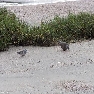 Spotted and Peaceful Doves