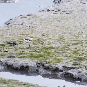 Red-capped Plovers