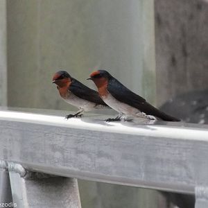 Welcome Swallow