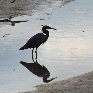 Pacific Reef-egret