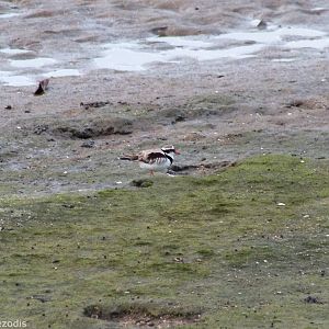 Black-fronted Dotterel