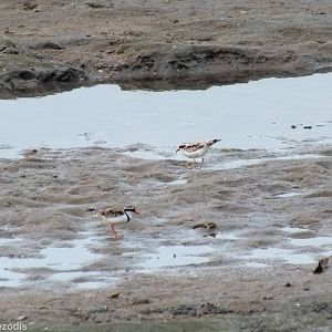 Black-fronted Dotterels