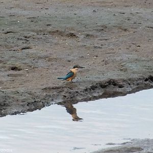 Sacred Kingfisher