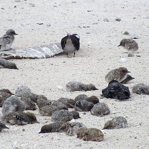 Chicks and one Adult Sooty Tern
