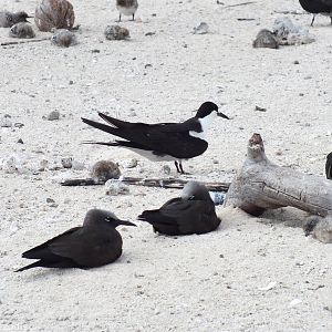 Sooty Terns and Noddies