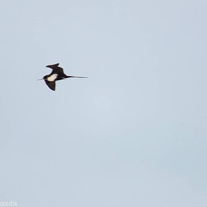 Great Frigatebird