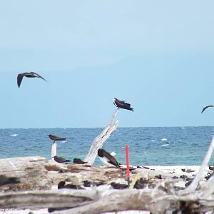 Great Frigatebird