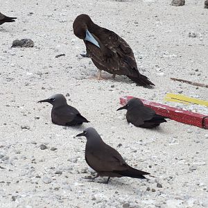 Noddies and Brown Booby