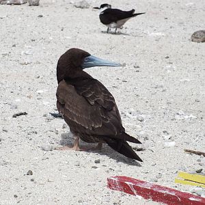 Brown Booby