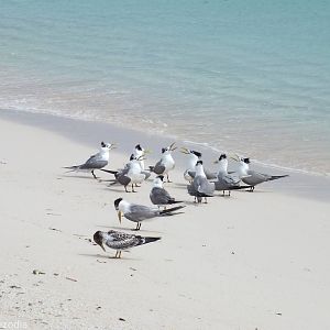 Crested Terns