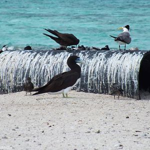 Brown Booby and Terns