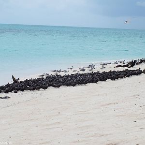 Lots of Noddies and Various Others