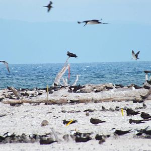 Great Frigatebird and Others