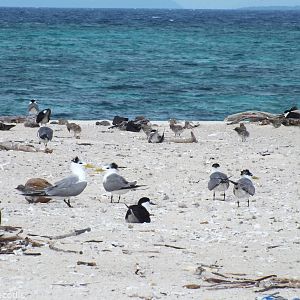 Various Terns