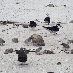 Terns and Chicks