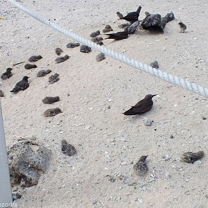 Chicks at Boundary of Human Area