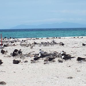 View of Terns and Chicks