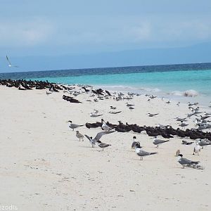 Lots of Boobies, Noddies, and other Terns