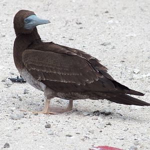 Brown Booby