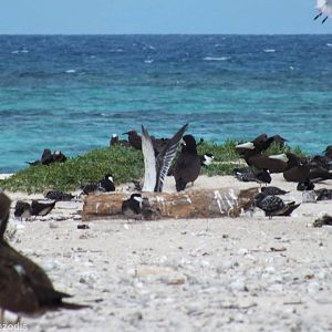 Only Area of Vegetation on the Cay