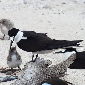 Sooty Tern and Chick