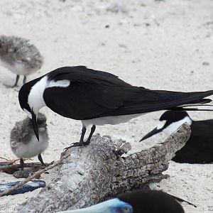 Sooty Tern and Chick
