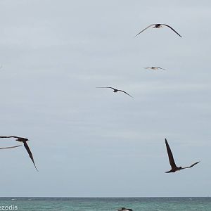 Boobies in Flight