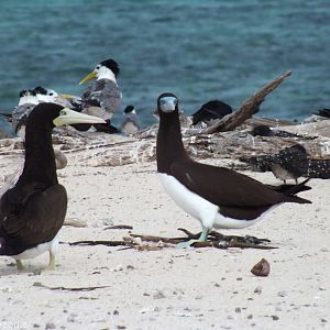 Pair of Brown Boobies