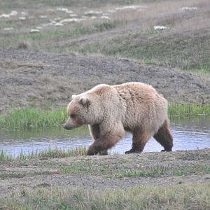Brown Bear - Alaska