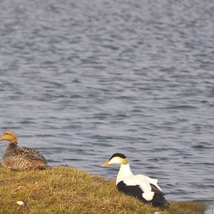 Common Eider - Alaska