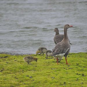 Greater White-fronted Geese - Alaska