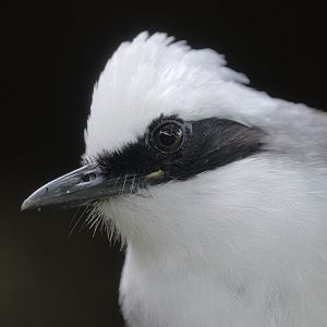White crested laughing thrush