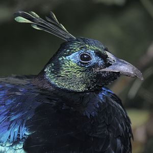 Himalayan monal