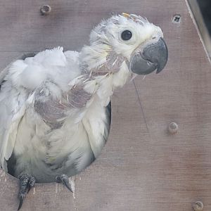 Citron-crested cockatoo chick